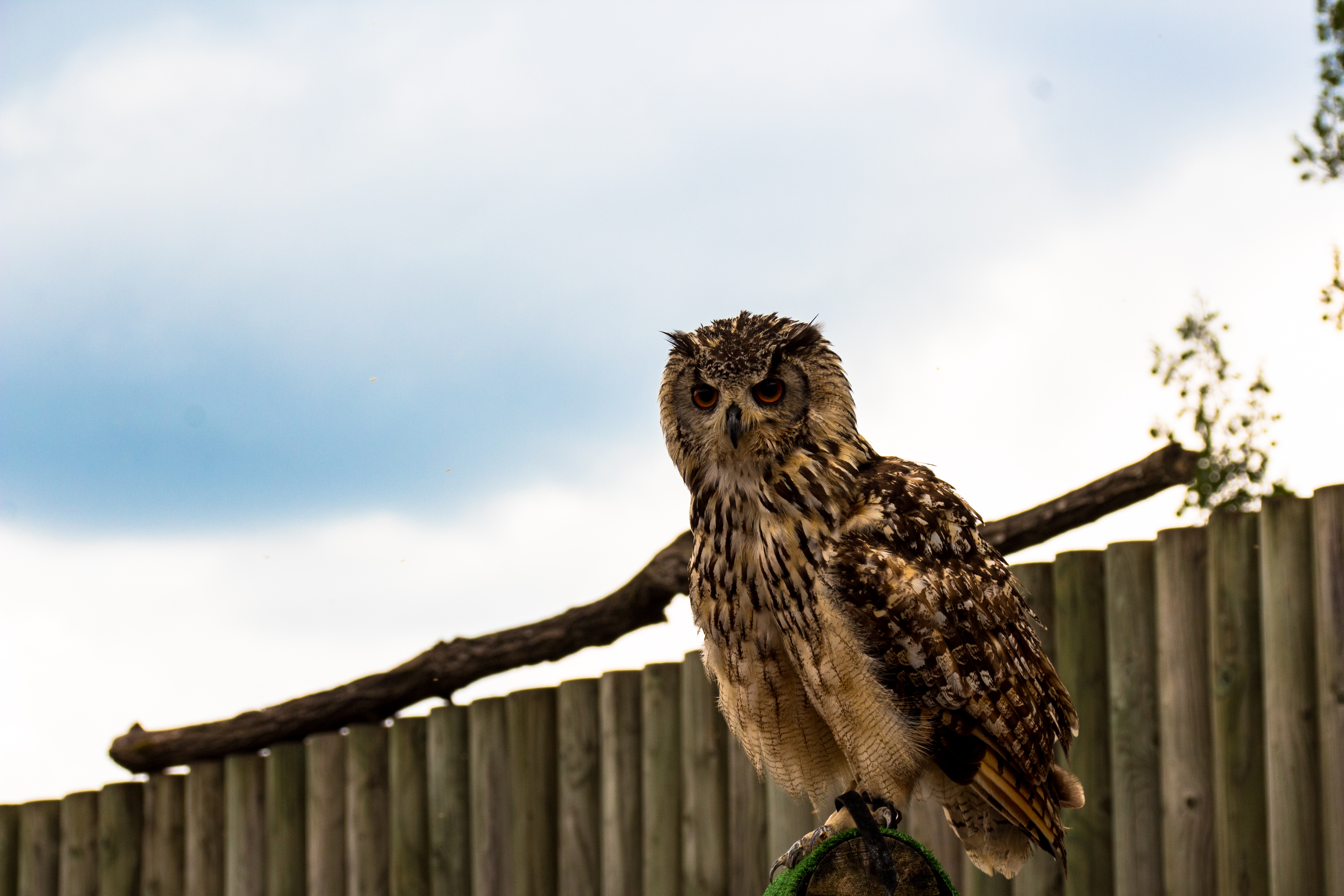 Hibou grand duc-01.jpg